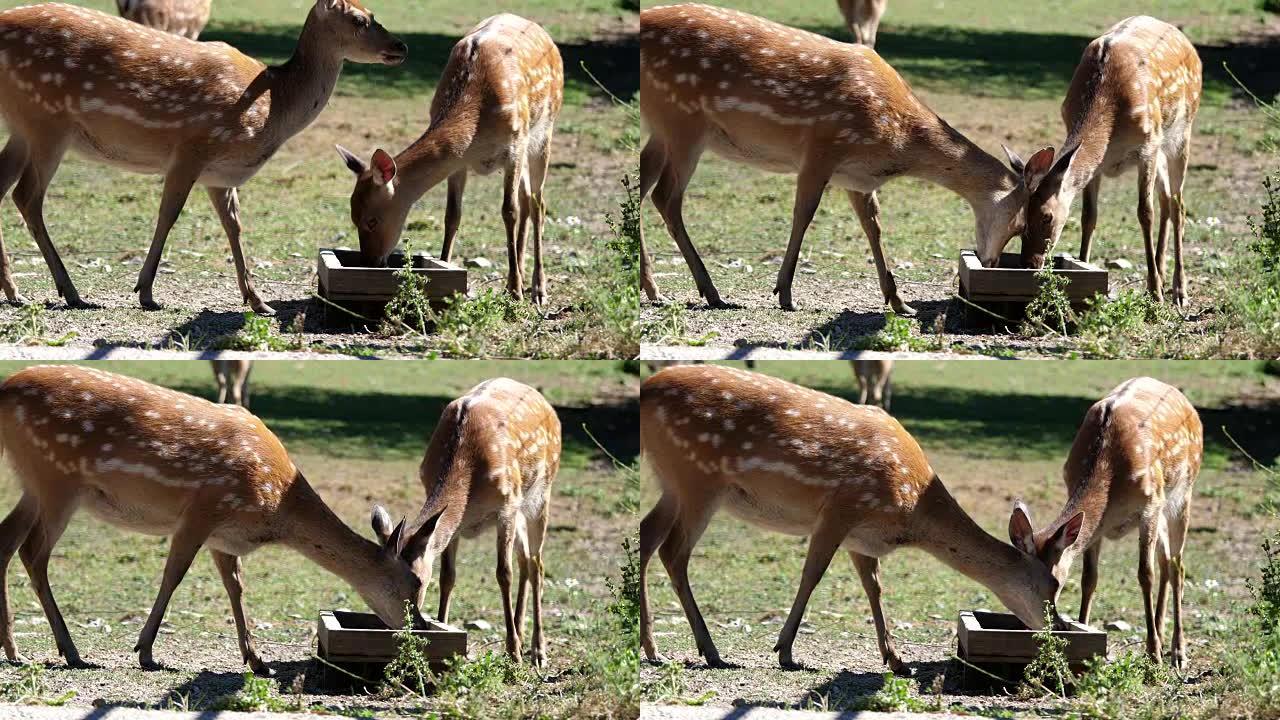 鹿在动物园吃食物的运动