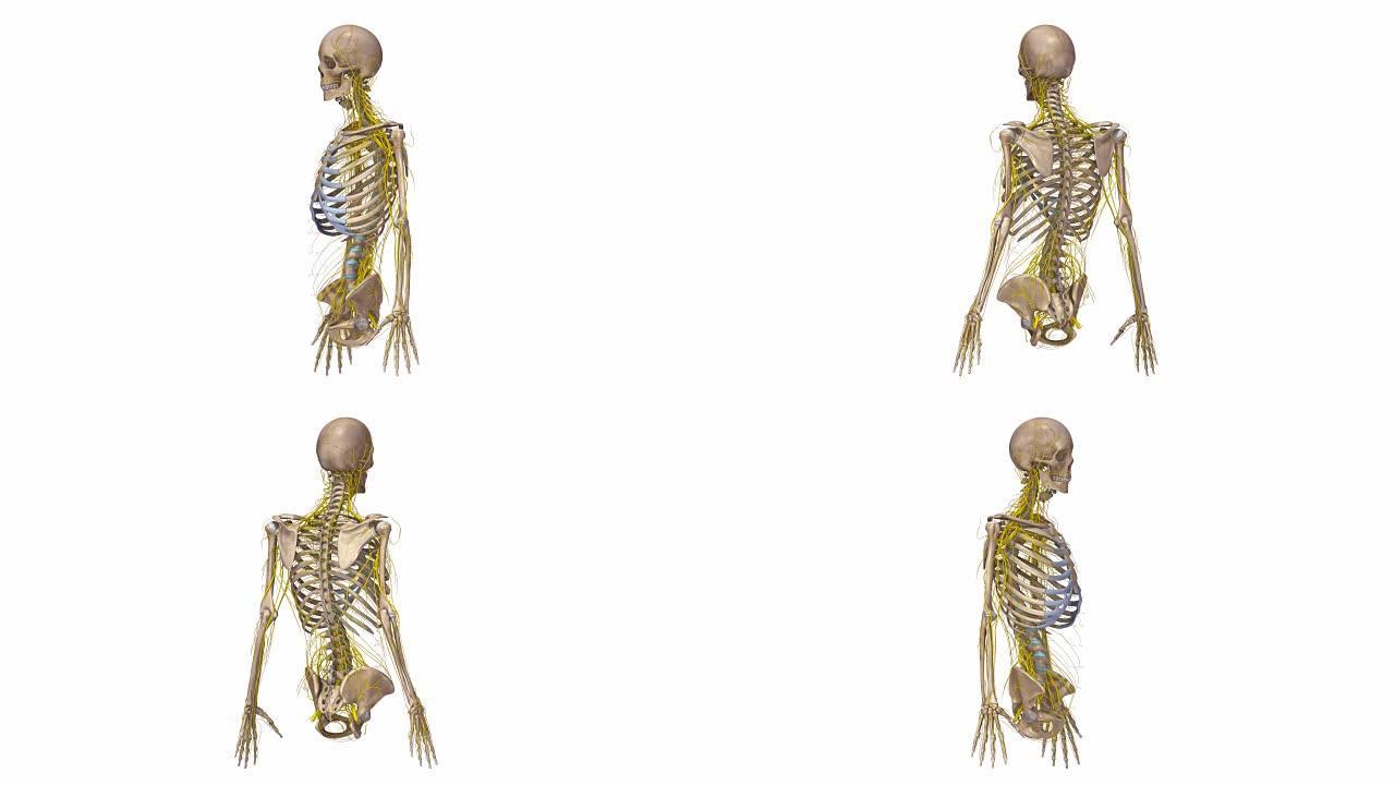 人体骨骼与神经