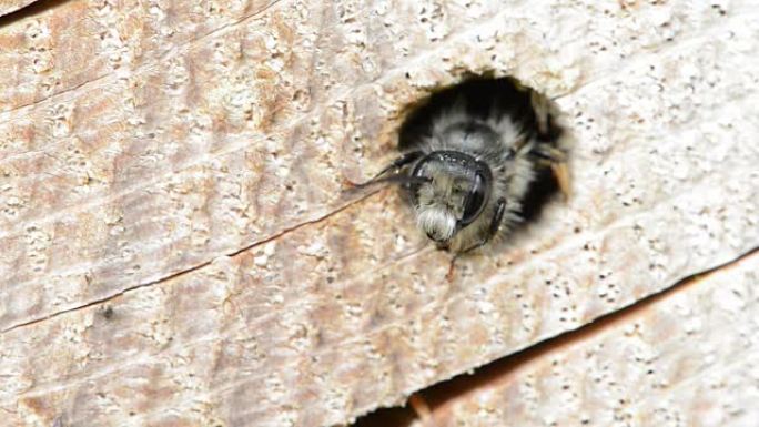 孤独的野蜂 (Osmia bicornis) 从树干的洞里望去。昆虫酒店。