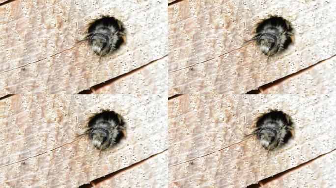 孤独的野蜂 (Osmia bicornis) 从树干的洞里望去。昆虫酒店。