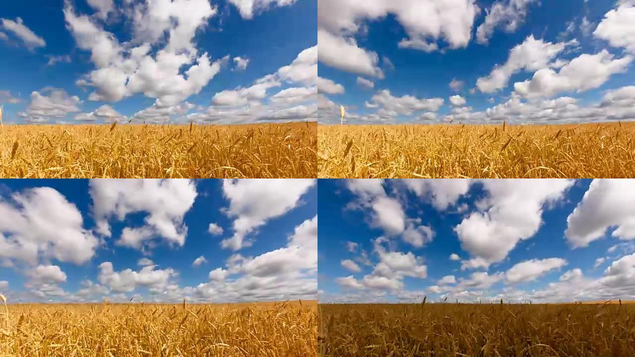 金色的麦田，云彩，蓝天