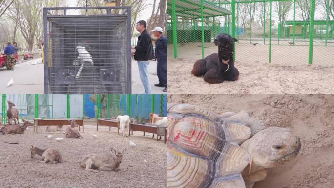 新疆乌鲁木齐五家渠萌宠乐园动物园