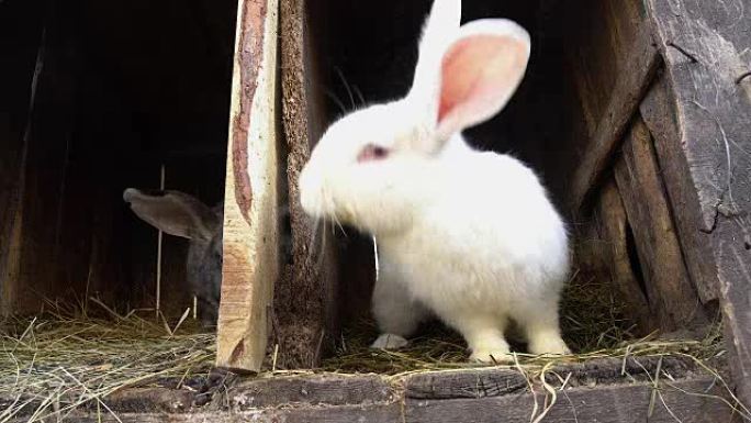 两只兔子坐在笼子里。