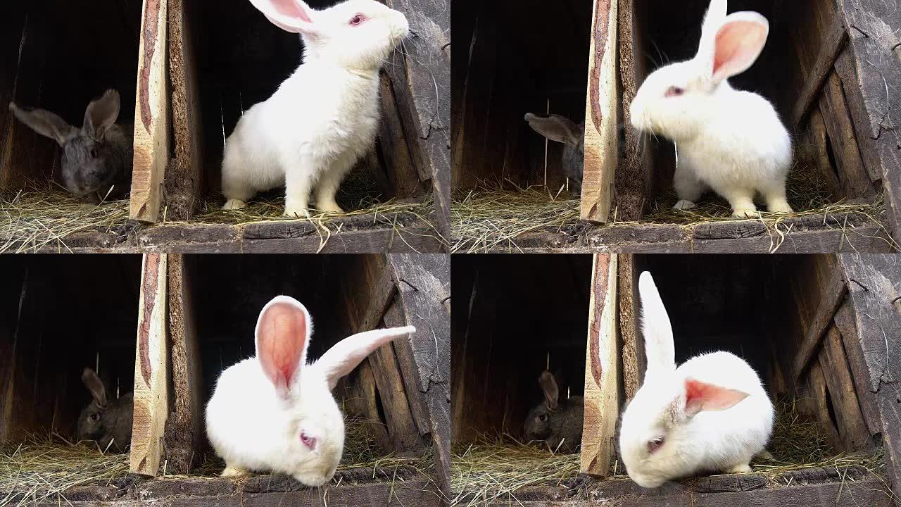 两只兔子坐在笼子里。