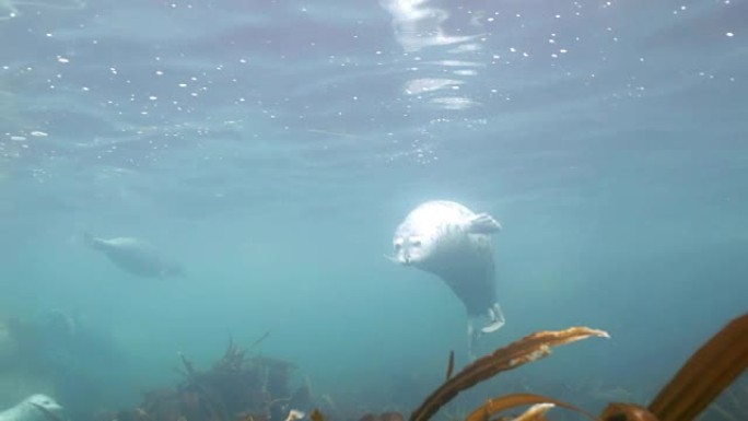 灰海豹在日本海的水下草丛中游泳。