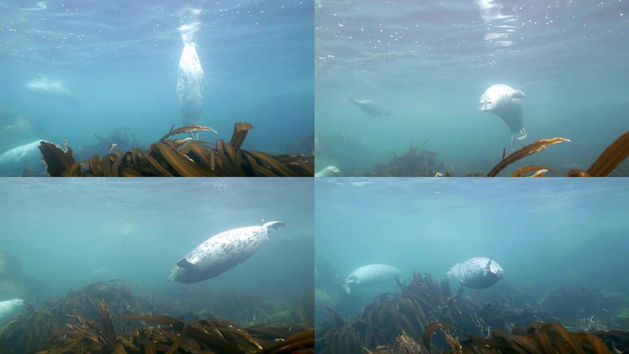灰海豹在日本海的水下草丛中游泳。
