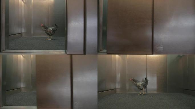 电梯门开关中的鸡