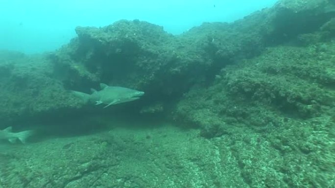 危险的公牛鲨 (Carcharhinus leucas) 水下视频