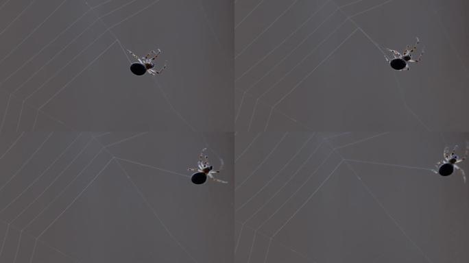 蜘蛛编织网