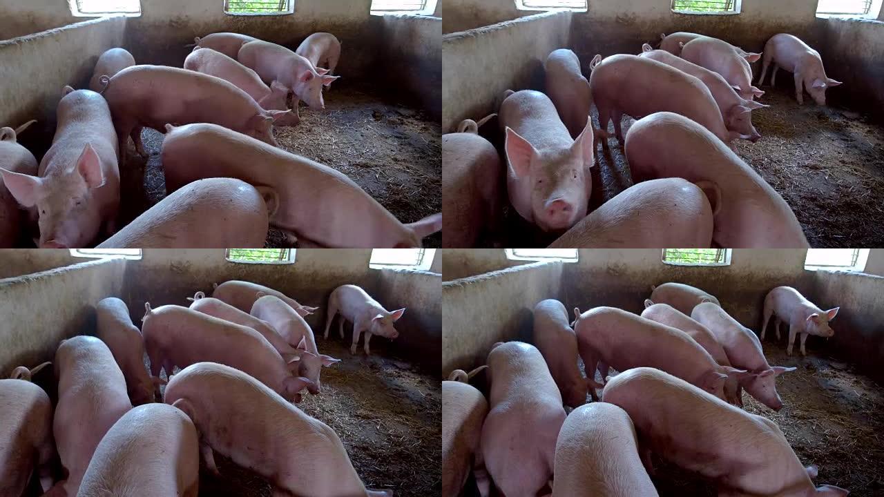 一群粉红猪。