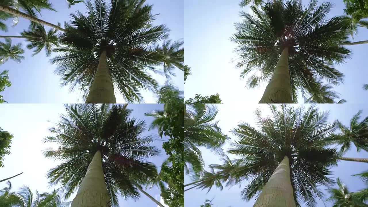 丛林中的异国棕榈树。追踪棕榈树周围的镜头