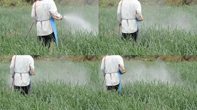 农民在泰国的洋葱田喷洒农药