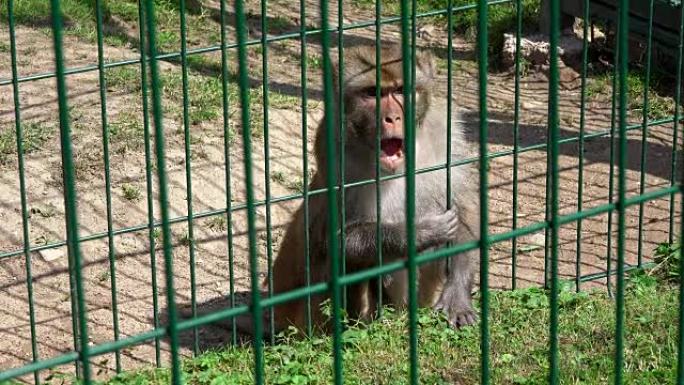 动物园围栏下的可怜猴子动物