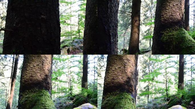 山里的木头，大自然