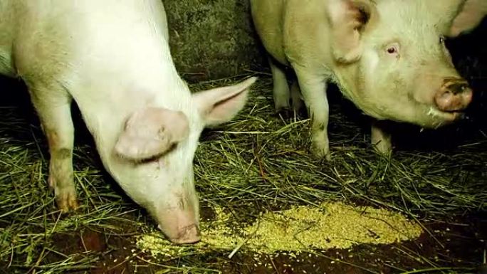 两只猪在谷仓里吃饲料