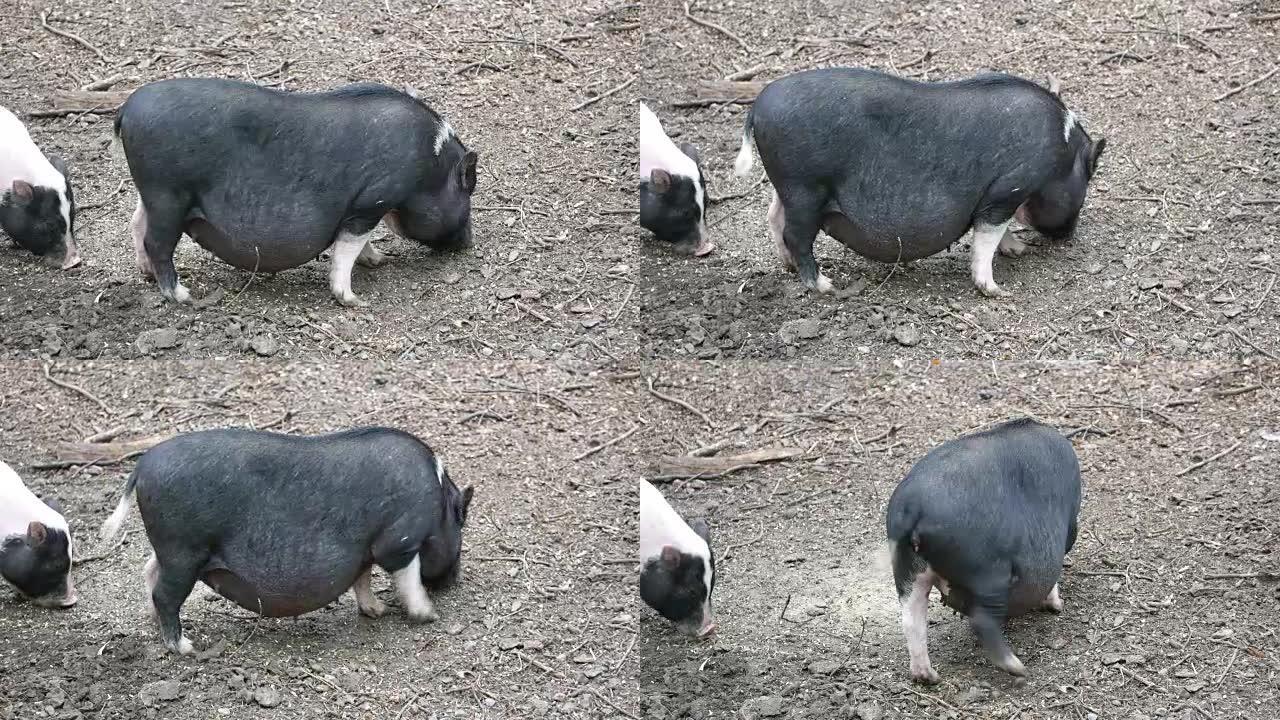 越南猪在户外的农场放牧
