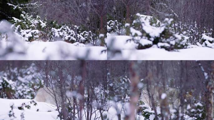 孤狼在美丽的冬季森林中