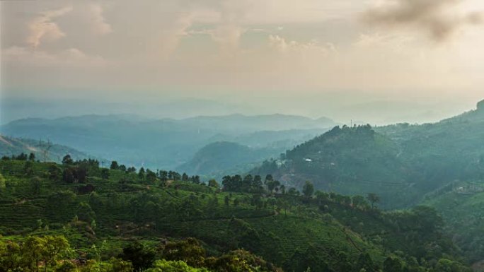 印度喀拉拉邦蒙纳的绿茶种植园