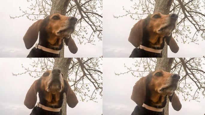 天空和一棵树上猎狗肖像。