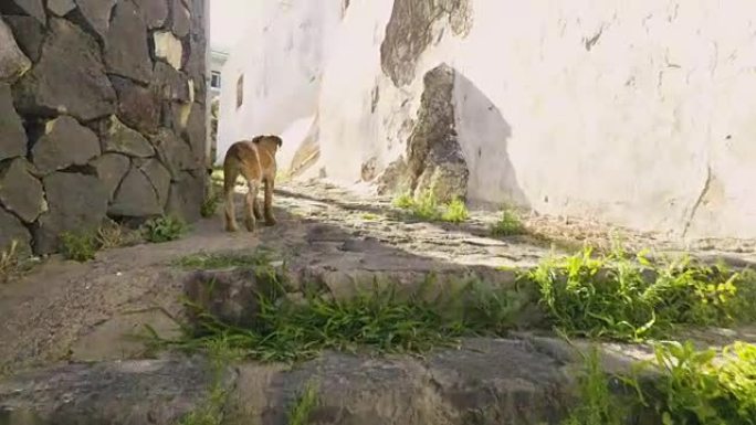 在意大利阳光明媚的夏日午后，带着流浪狗走过发现伊奥里安岛马尔法老城