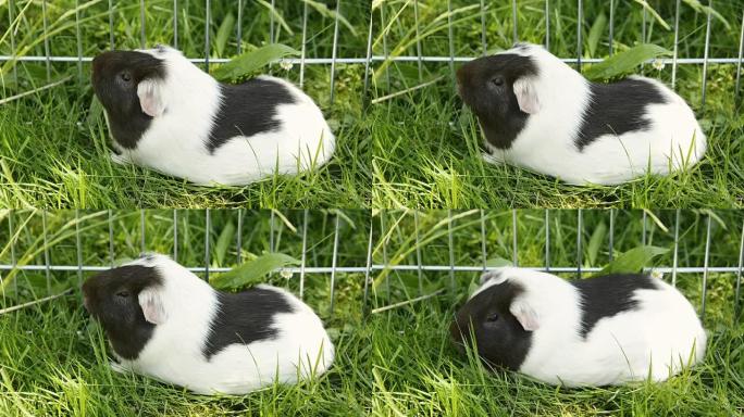 草丛中的豚鼠在绿色草坪上吃外面