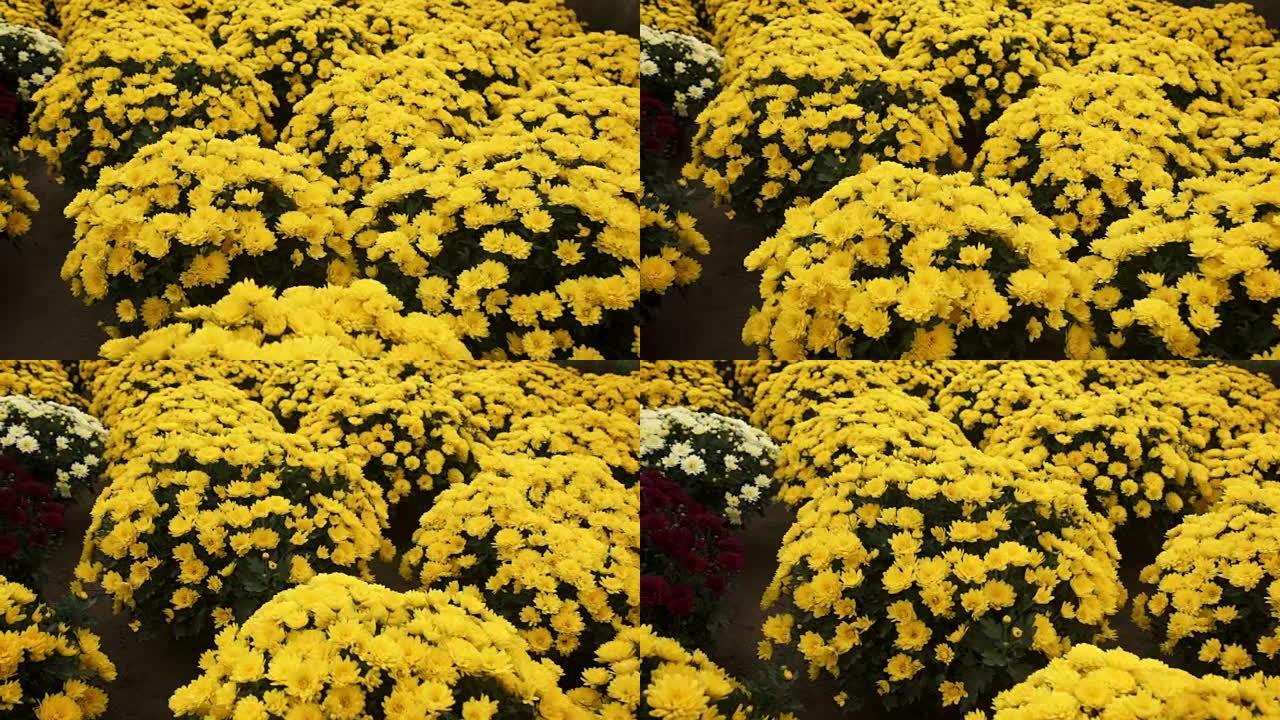 相机在温室内生长的菊花上滑动
