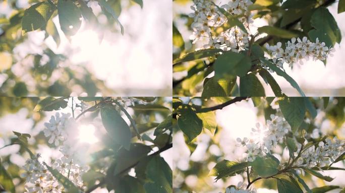 花鸟 -- 樱桃树在早晨的阳光下。