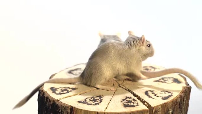 两只蓬松的老鼠坐在白色背景上的装饰性树桩上，环顾四周