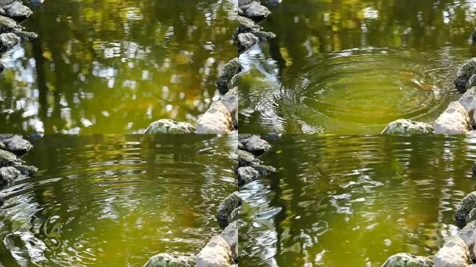 池塘里有漂浮的鱼跳出水和石头