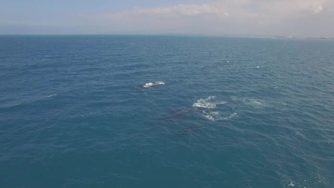 夏威夷毛伊岛4k空中无人机，鲸鱼婴儿破口