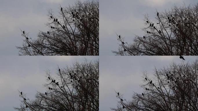 黑乌鸦围着剪影，坐在树枝上