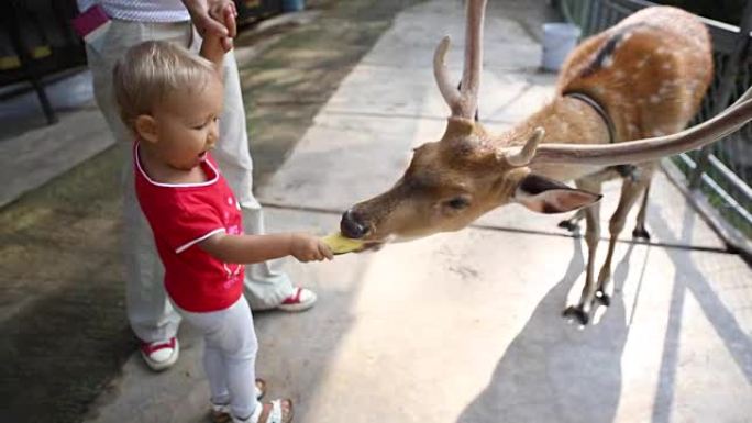 小女孩在公园里喂鹿