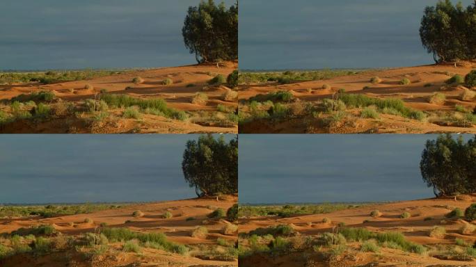 澳大利亚的红色中心沙丘沙漠内陆景观