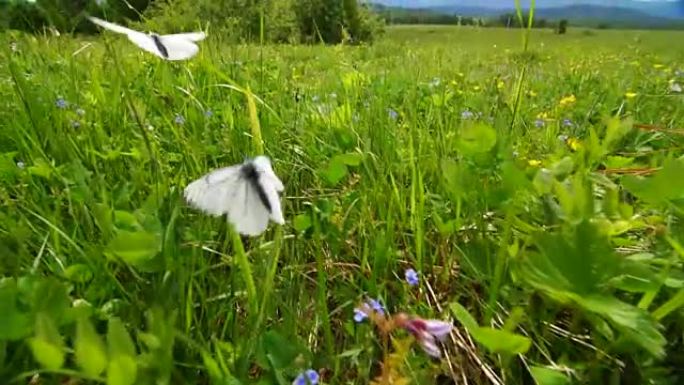蝴蝶在草地上飞翔。