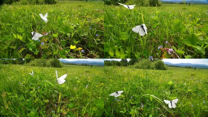 蝴蝶在草地上飞翔。