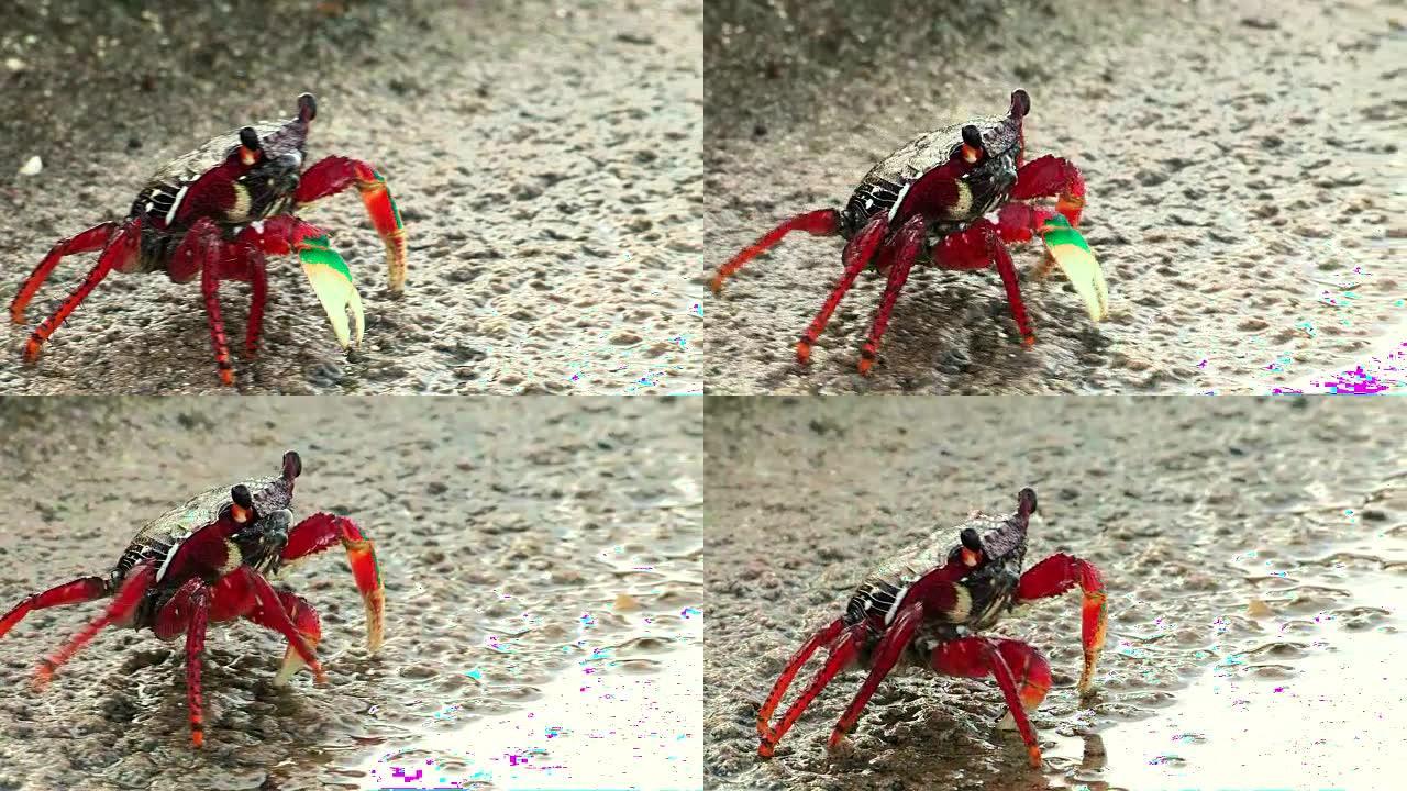 沙子上的螃蟹。沙蟹。沙滩上的生活蟹