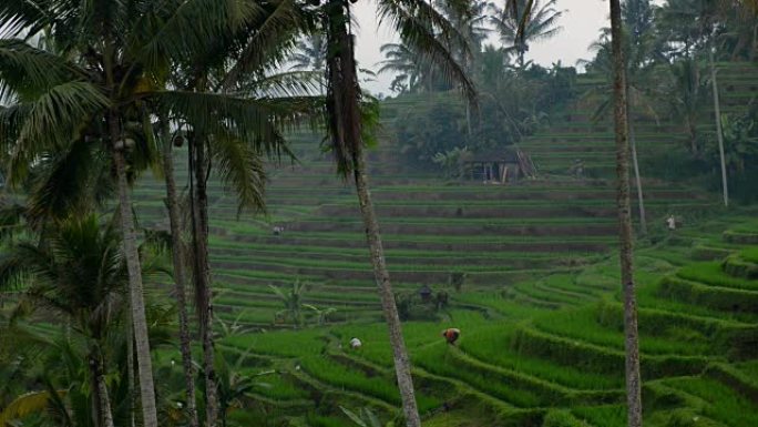 印度尼西亚乌布特加拉朗的水稻梯田。农民在水稻种植园工作。一群农民在巴厘岛的稻田上努力工作。
