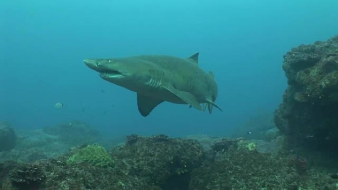 危险的公牛鲨 (Carcharhinus leucas) 水下视频