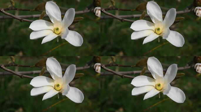 白玉兰花高角度特写