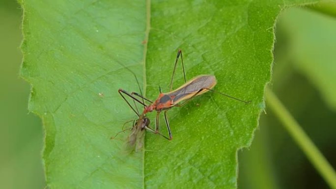 刺客虫甲虫吃昆虫。