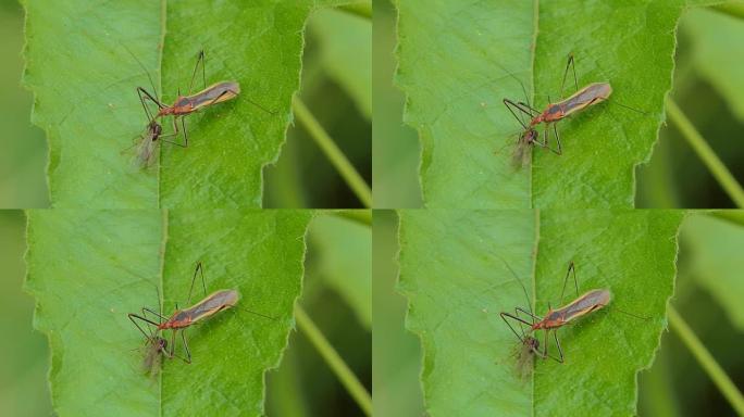 刺客虫甲虫吃昆虫。