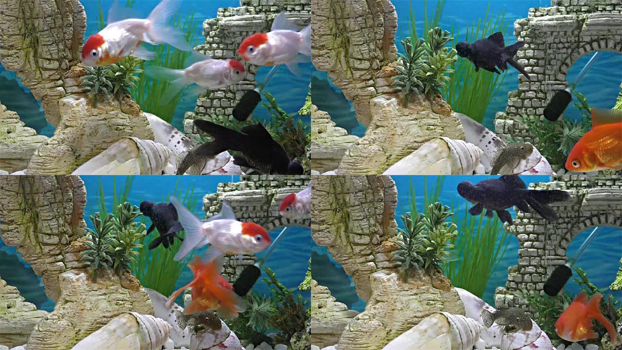 水族馆里的鱼-金鱼，黑色望远镜金鱼