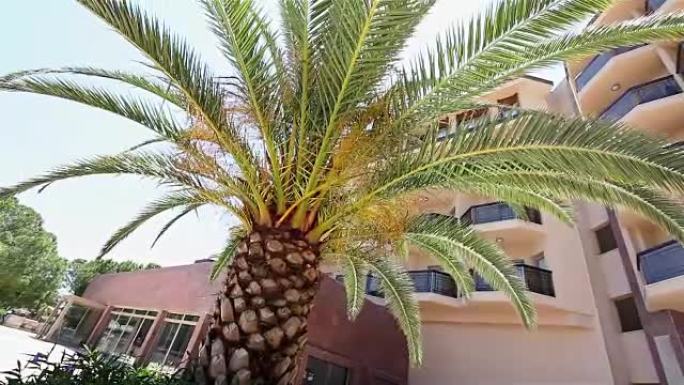生长在酒店主楼前的棕榈树
