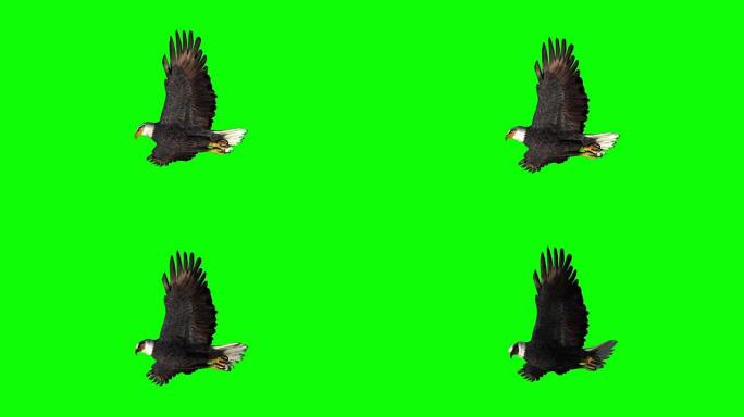 老鹰滑翔2-绿色屏幕