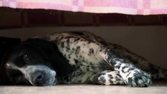 黑白狗躺在床底下