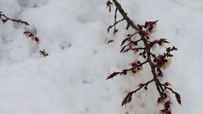 春天在雪下开花的苹果树枝