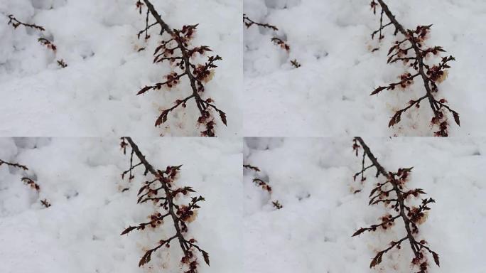 春天在雪下开花的苹果树枝