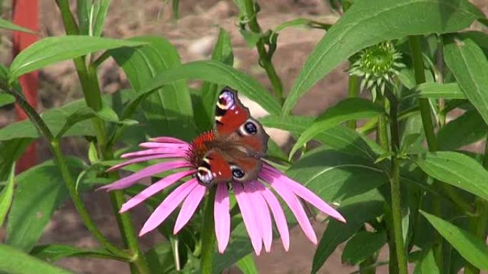 紫锥菊药用花上的孔雀蝴蝶
