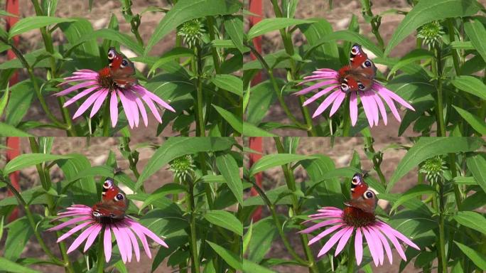 紫锥菊药用花上的孔雀蝴蝶