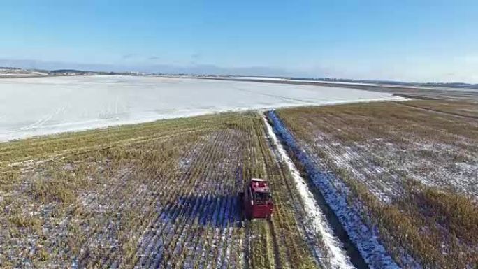 4K.联合收割机在第一场雪后在玉米地里工作!收割机正在切割成熟的干玉米。初冬降下第一场雪。空中全景